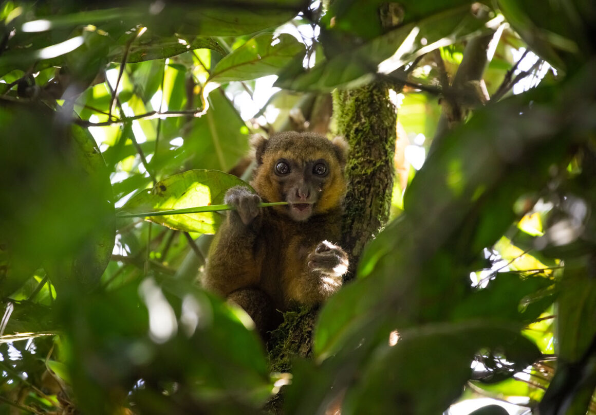 Manzara Kompozisyonu: Manzaranın Ötesinde 11 j Ranomafana Golden Bamboo Lemur 3 9 2022 10