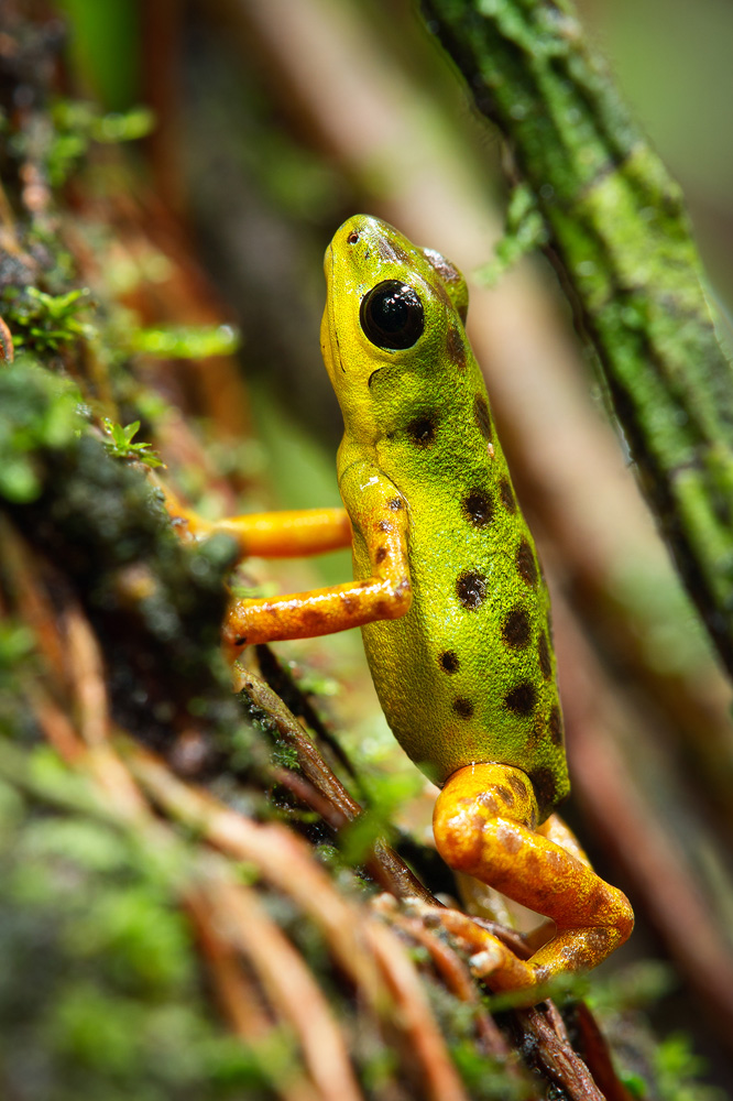 Manzara Kompozisyonu: Manzaranın Ötesinde 4 j Strawberry Poison Frog 6 5 2011 3