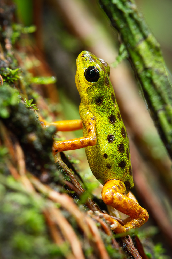 j Strawberry Poison Frog 6 5 2011 3