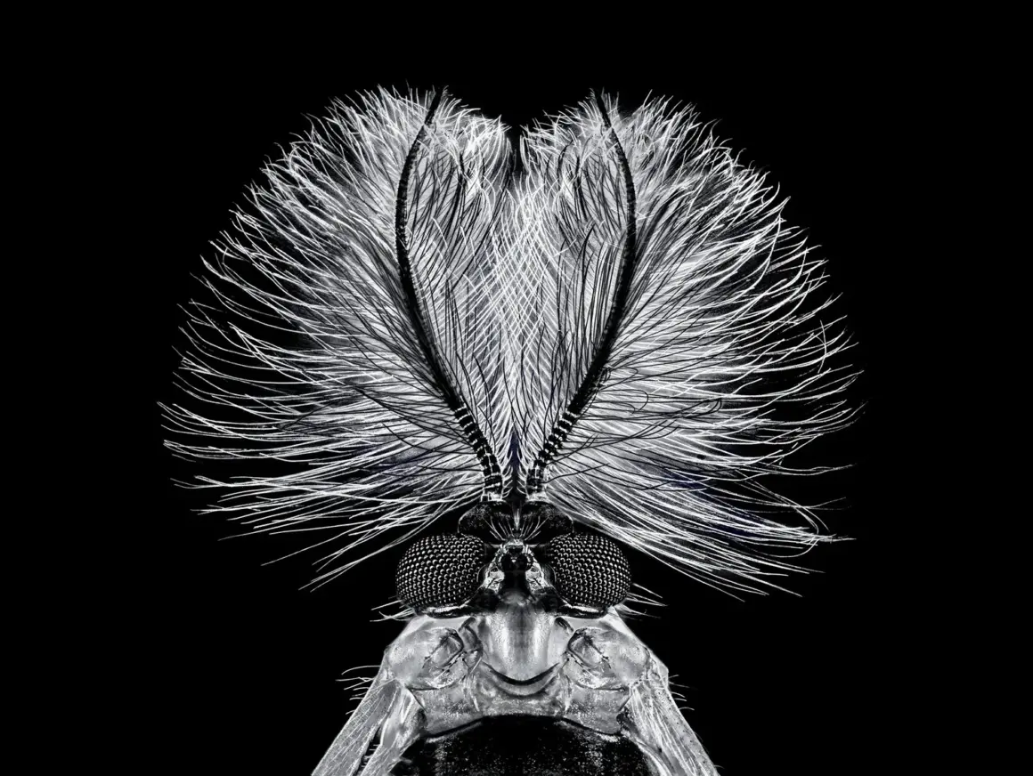 reFocus Ödülleri - Siyah Beyaz Fotoğraf Yarışması 2023 16 reFocus Awards 2023 BW Pedro Luis Ajuriaguerra Saiz Pedro Ajuriaguerra