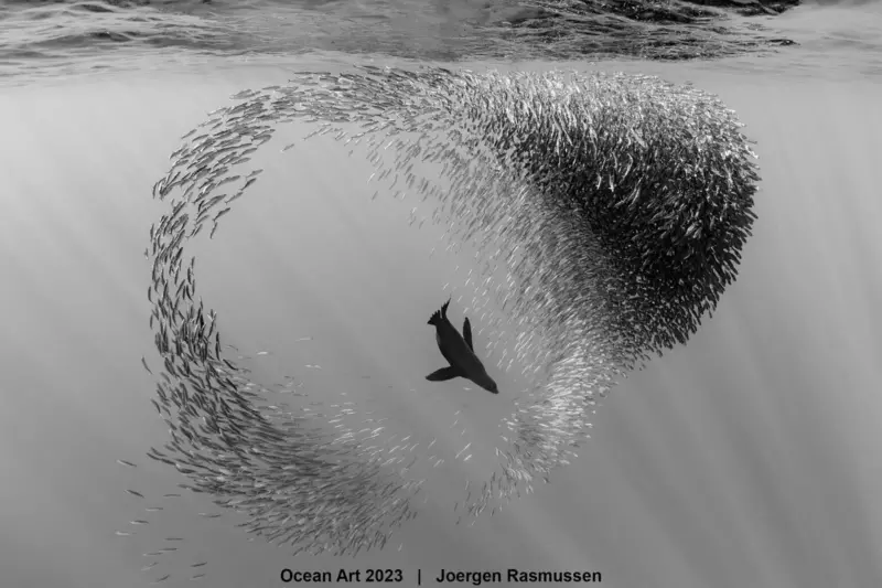 1st Black White Joergen Rasmussen Sealion playing in sardine ball 1536x1024 1