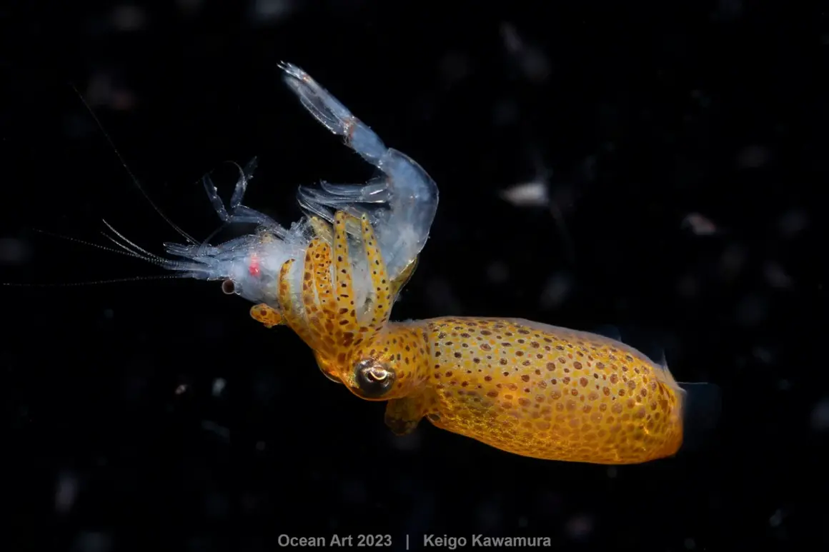 1st Blackwater Keigo Kawamura Squid hunting 1536x1024 1