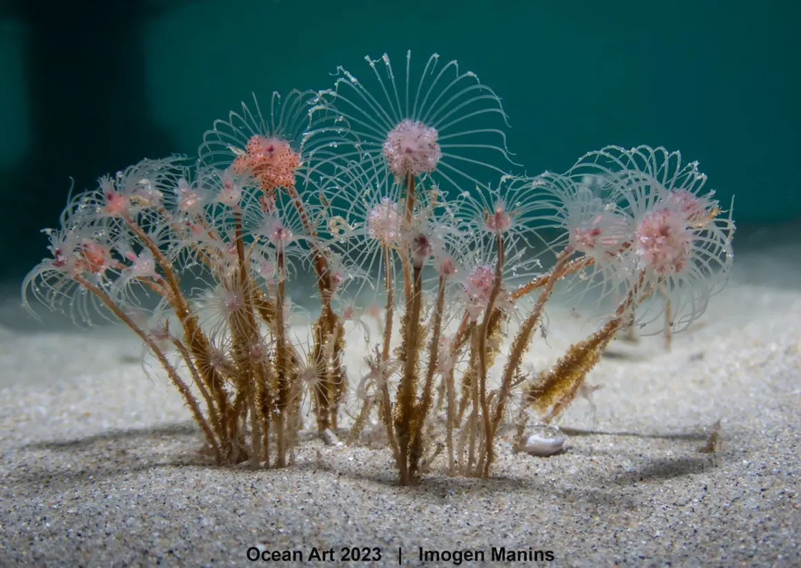 1st Compact Macro Imogen Manins Underwater Fireworks 1536x1090 1