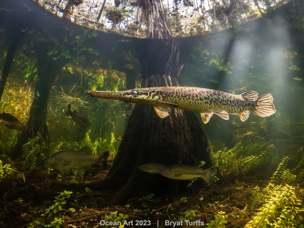 1st Compact Wide Angle Bryant Turffs The Beauty of the Swamp 1536x1152 1