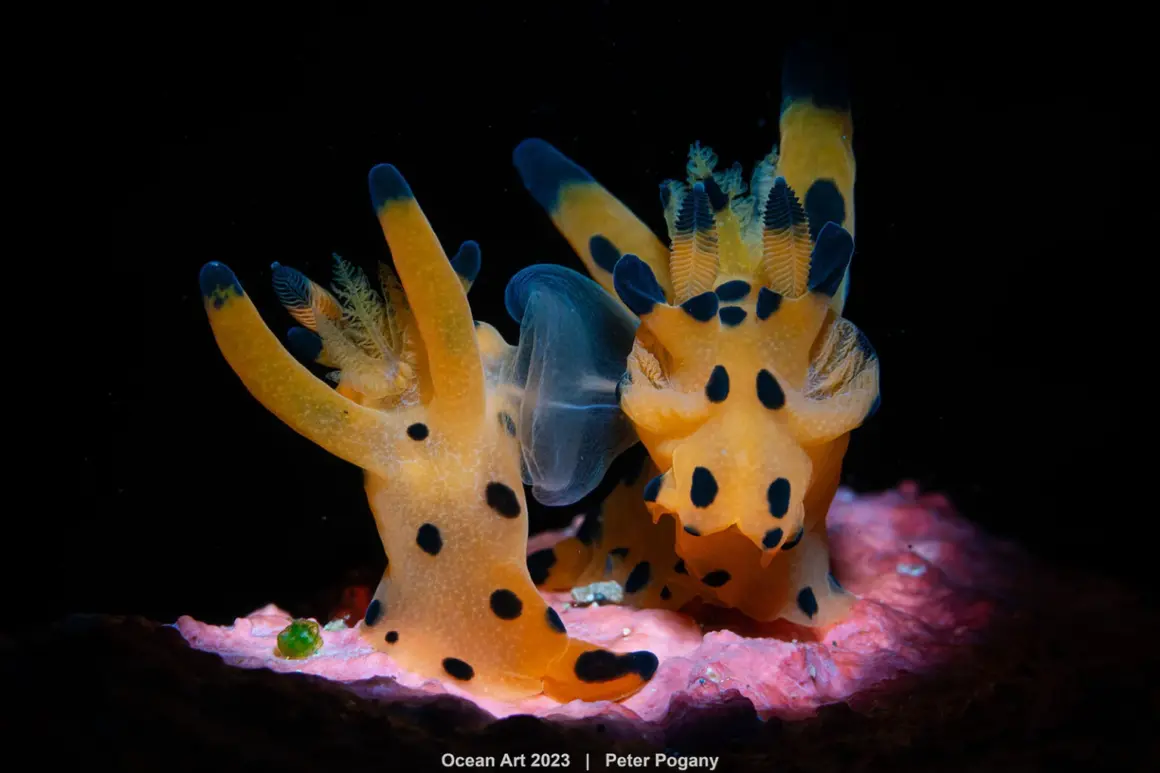 1st Nudibranchs Peter Pogany After the wedding 1536x1024 1