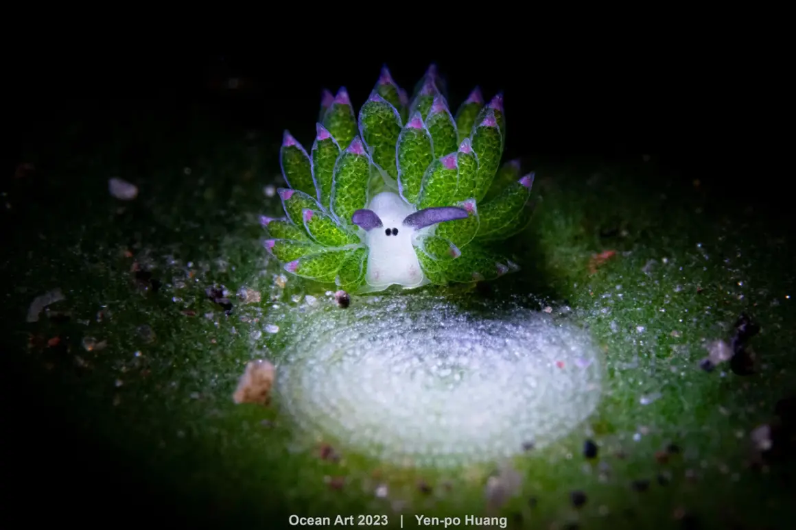 2nd Nudibranchs Yen po Huang Cutie guardian 1536x1023 1