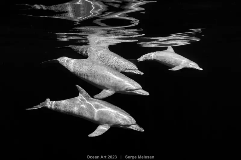 3rd Black White Serge Melesan Dress for the sea 1536x1024 1