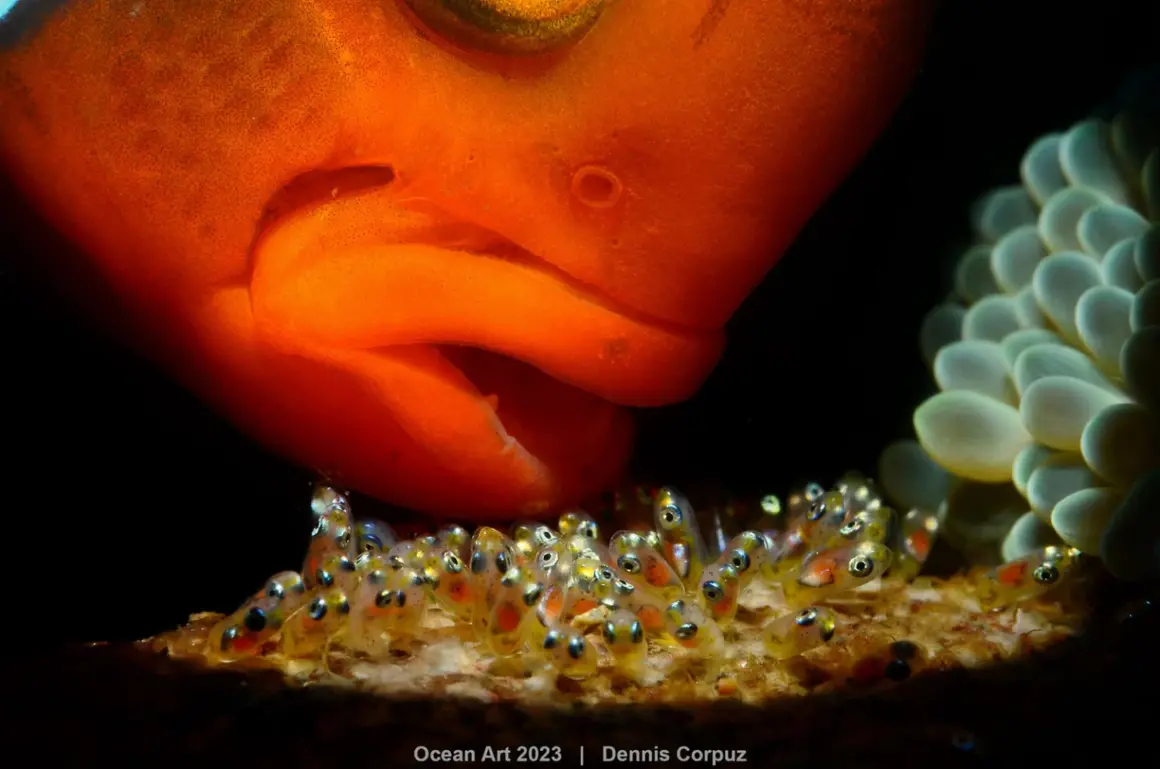3rd Macro Dennis Corpuz Clown fish and its baby 1536x1018 1