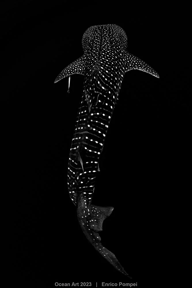 4th Black White Enrico Pompei Shark Constellation
