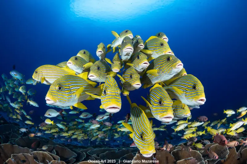 4th Wide Angle Giancarlo Mazarese Face to Face 1536x1024 1