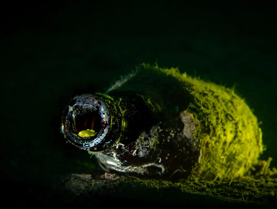 Yılın Seyahat Fotoğrafçısı 2023 Kazananları 13 75 TPOTY 2023 NatureWildlife BSI Win MBroen