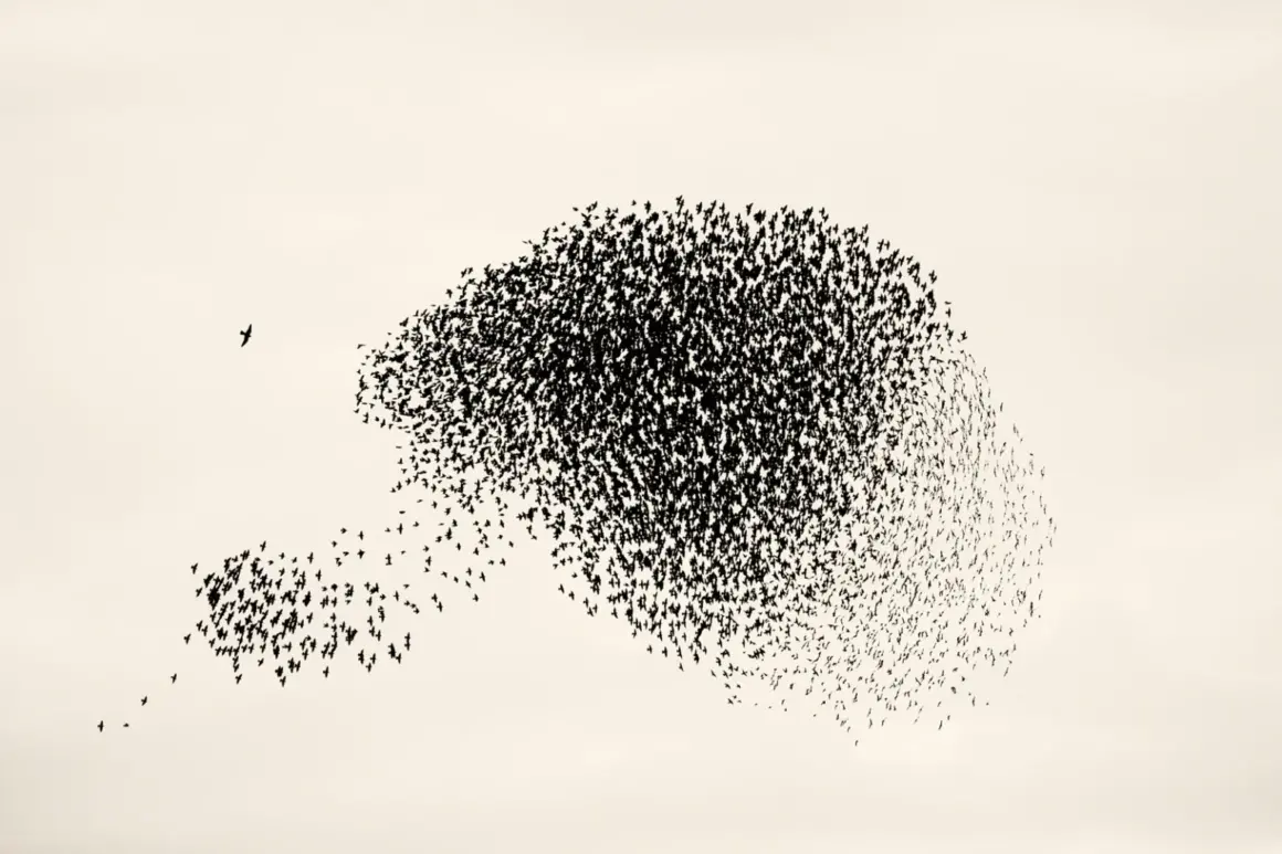 Søren Solkær : Starling 14 Black Sun225 IJsselstein NL 1 1536x1024 1