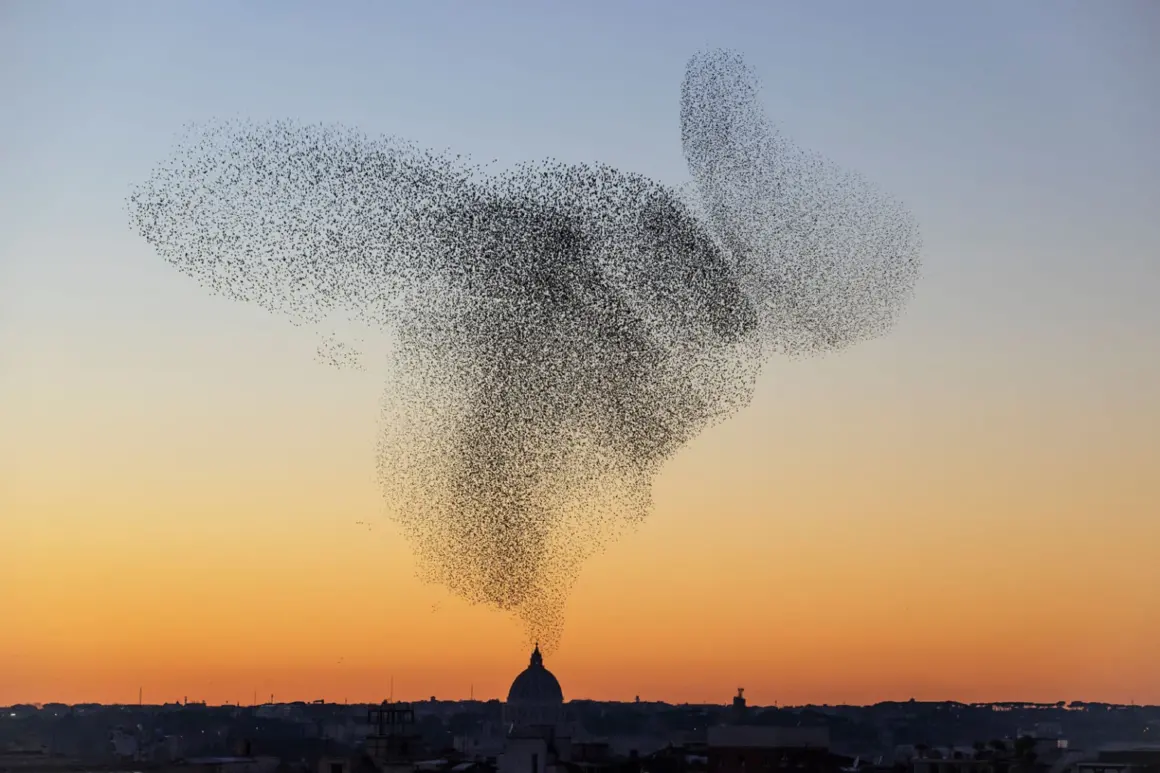 Søren Solkær : Starling 6 BlackSun149 Rome Italy 1 1536x1024 1