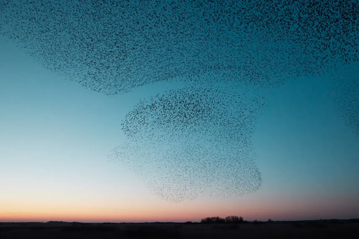 Søren Solkær : Starling 2 BlackSun182 Denmark 1 1536x1024 1