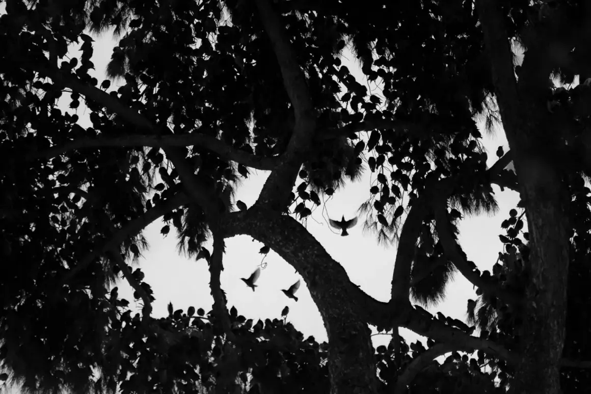 Søren Solkær : Starling 9 BlackSun205 Rome 1 1536x1024 1