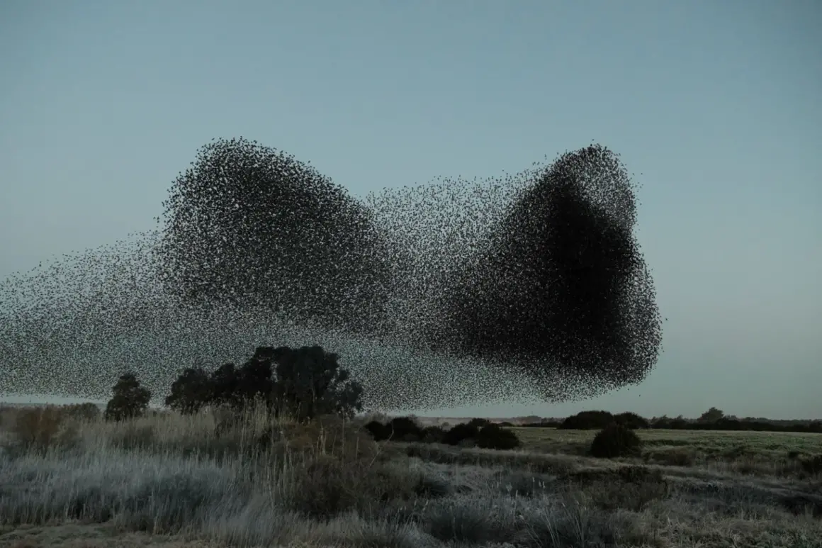 Søren Solkær : Starling 3 BlackSun230 Sardinia Italy 1 1536x1024 1
