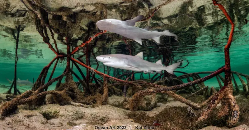 HM2 Portrait Kat Zhou Baby Shark 1536x804 1