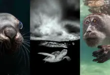 2023 Ocean Art Underwater Photo Competition 4 Ocean Art