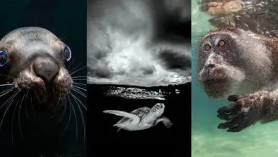 2023 Ocean Art Underwater Photo Competition 8 Ocean Art