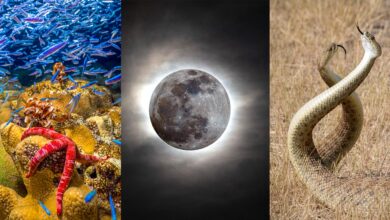 Science Photo Competition