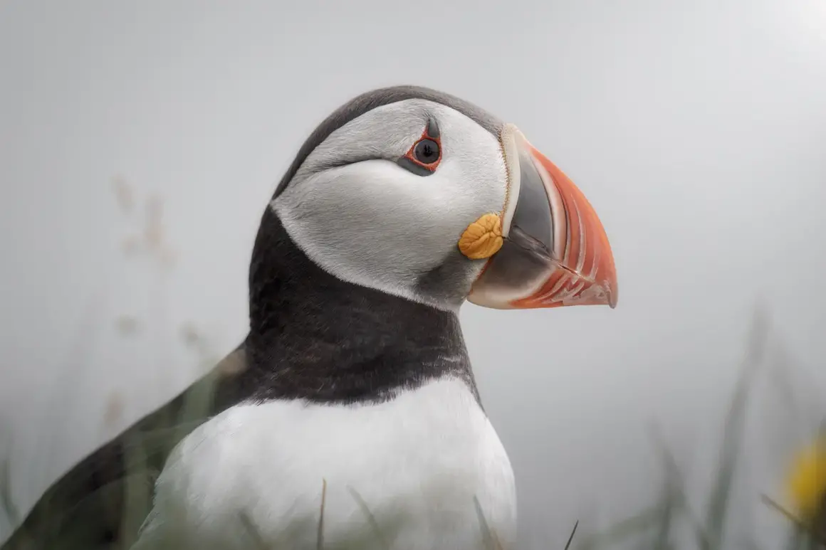 The Nature Photography Contest 2023 4 birds