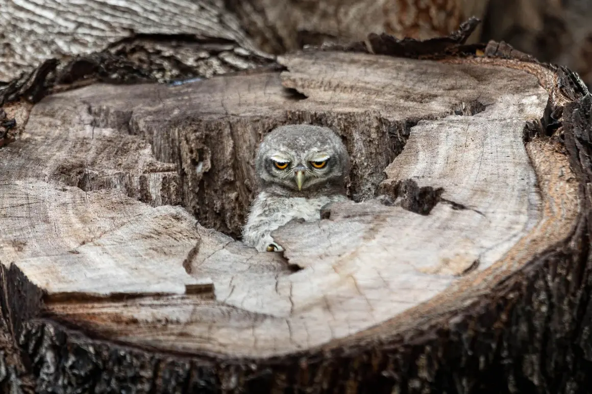 The Nature Photography Contest 2023 6 funny nature