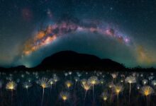 The Nature Photography Contest 2023 7 nature photography contest winners featured image