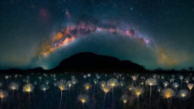 nature photography contest winners featured image