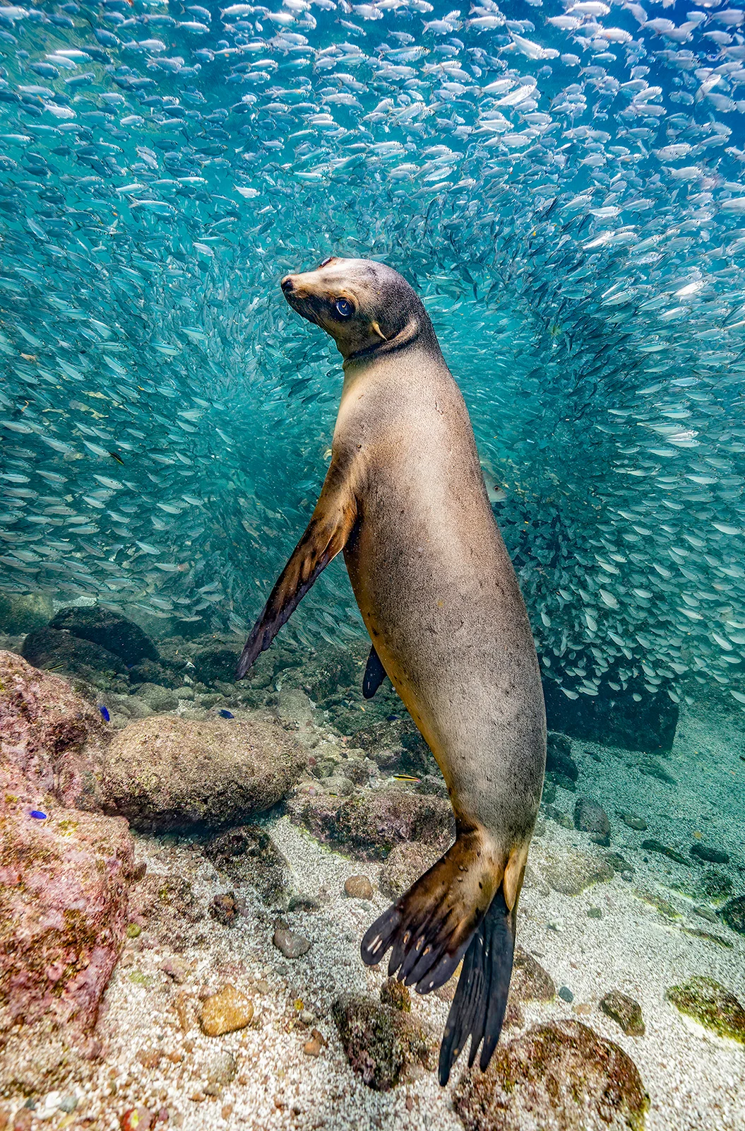 The Nature Photography Contest 2023 2 photography of the year ostle