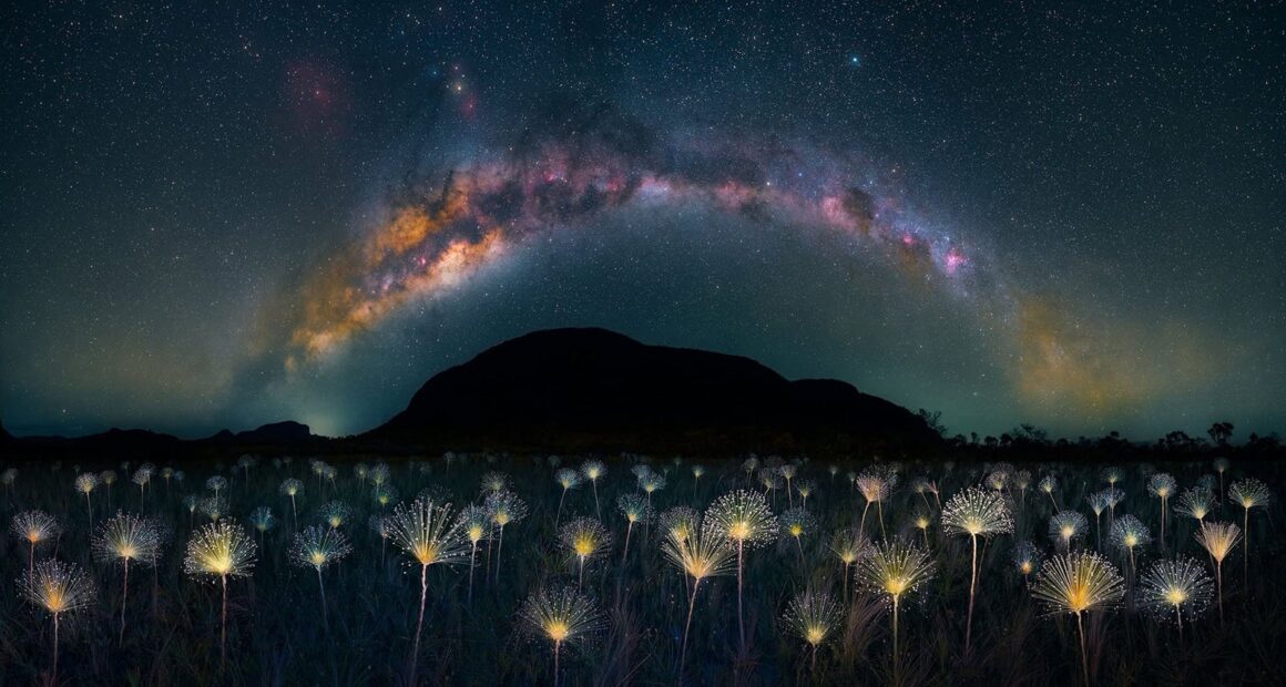 The Nature Photography Contest 2023 10 plant life