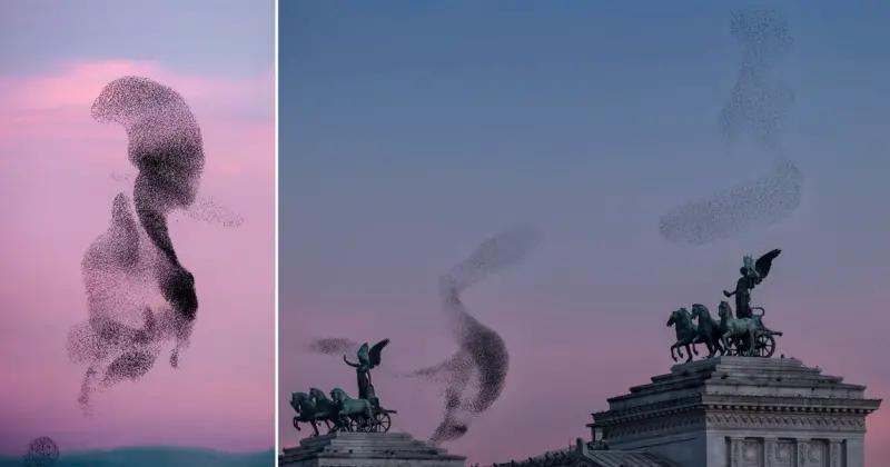 starling monograph solkaer featured