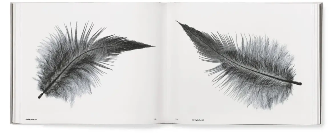 Søren Solkær : Starling 13 starling book spread 10 1 1536x616 1