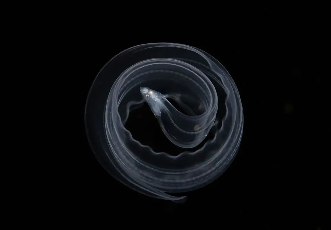 The Nature Photography Contest 2023 12 underwater