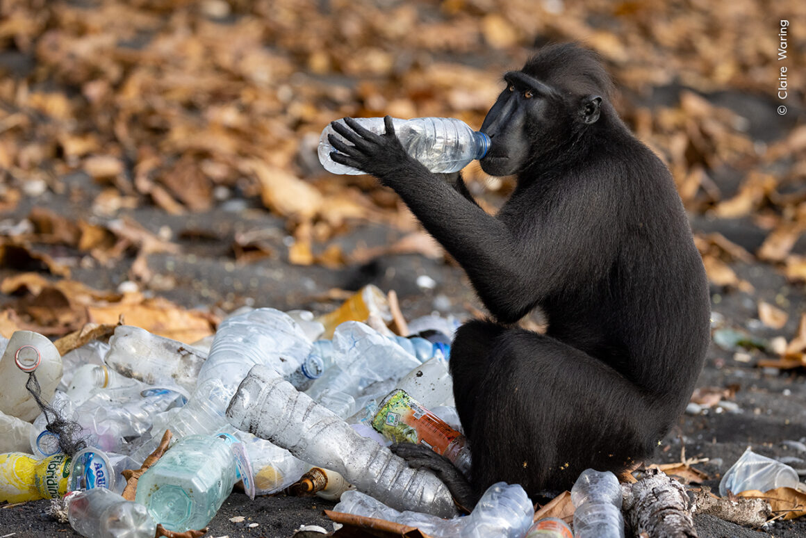 ©Claire Waring Wildlife Photographer of the Year