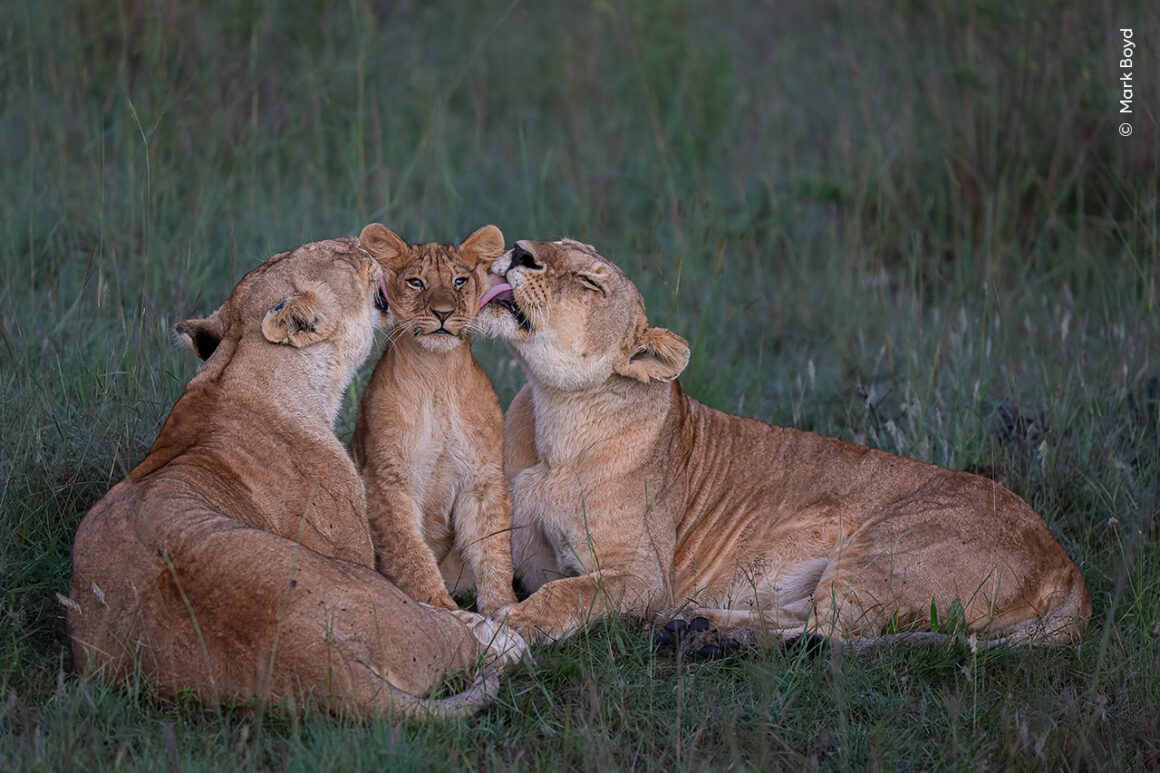 ©Mark Boyd Wildlife Photographer of the Year