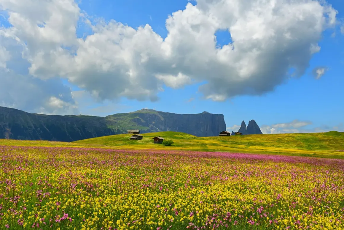 Albert Ceolan 442159 wildflower landscapes