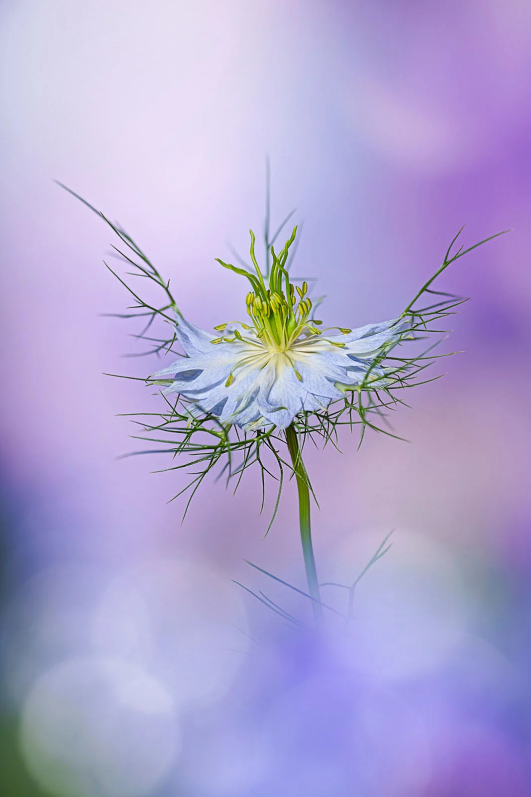 Yılın Uluslararası Bahçe Fotoğrafçısı Botanik Güzelliğini Kutluyor 5 Angi Wallace 441741 beauty of plants