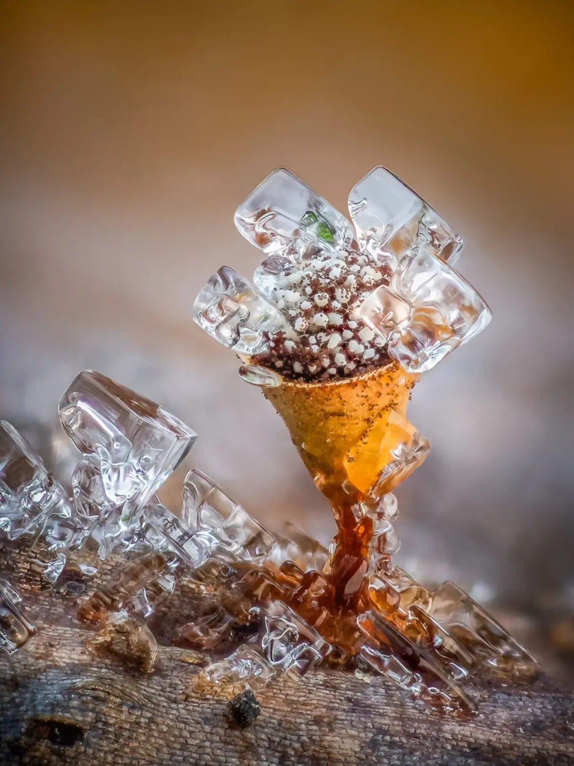 Yılın Uluslararası Bahçe Fotoğrafçısı Botanik Güzelliğini Kutluyor 6 Barry Webb 445689 world of fungi