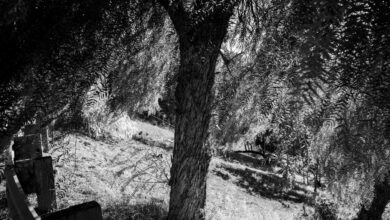 Dijital ve Renkli Çağda Siyah Beyaz Fotoğrafların Kalıcı Değeri 7 Dijital ve Renkli Cagda Siyah Beyaz Fotograflarin Kalici Degeri