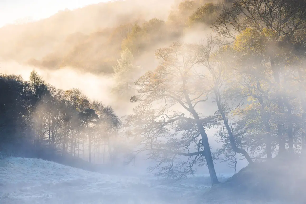 Yılın Uluslararası Bahçe Fotoğrafçısı Botanik Güzelliğini Kutluyor 7 Drew Buckley 446027 trees woods forests