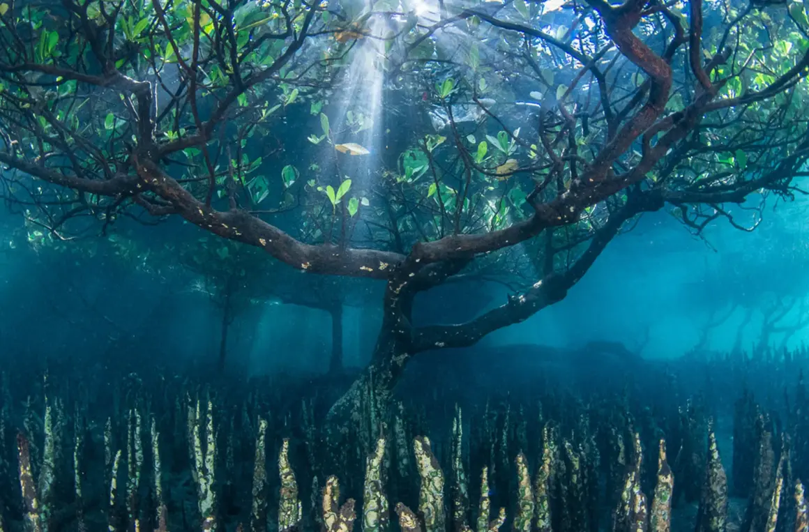 Yılın Uluslararası Bahçe Fotoğrafçısı Botanik Güzelliğini Kutluyor 4 Leena Roy 430342 plants and planet