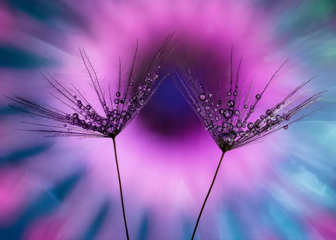 Yılın Uluslararası Bahçe Fotoğrafçısı Botanik Güzelliğini Kutluyor 11 Peter Plottel 432865 macro art