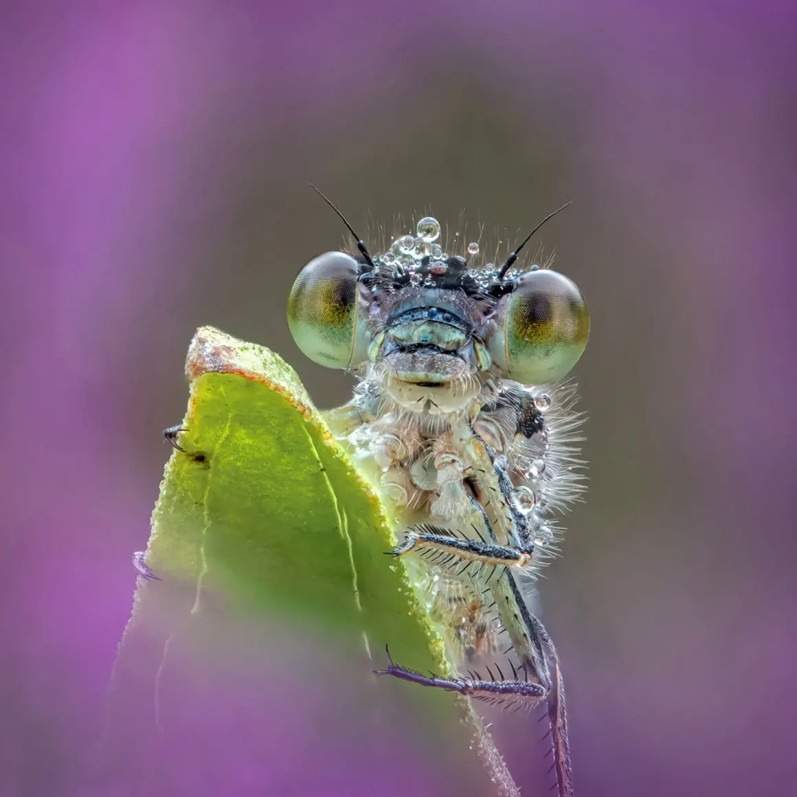 Yılın Uluslararası Bahçe Fotoğrafçısı Botanik Güzelliğini Kutluyor 13 Tony North 438825 square crop
