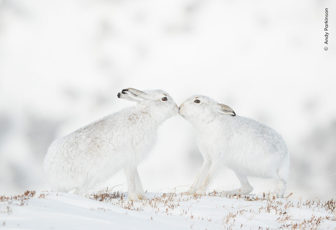 Yılın Yaban Hayatı Fotoğrafçısı Ödülleri 2024 2 ©Andy Parkinson Wildlife Photographer of the Year