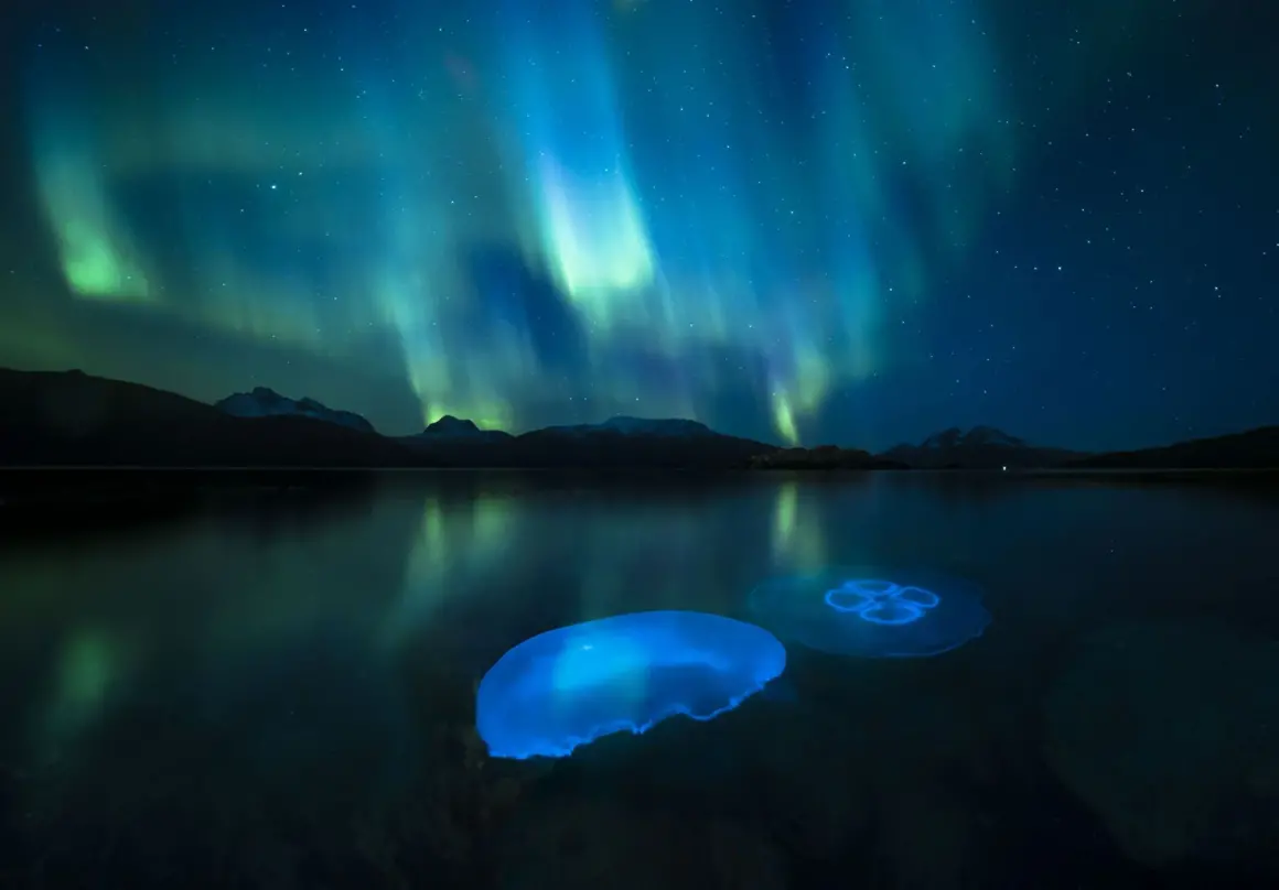 Yılın Yaban Hayatı Fotoğrafçısı Ödülleri 2024 3 ©Audun Rikardsen Wildlife Photographer of the Year