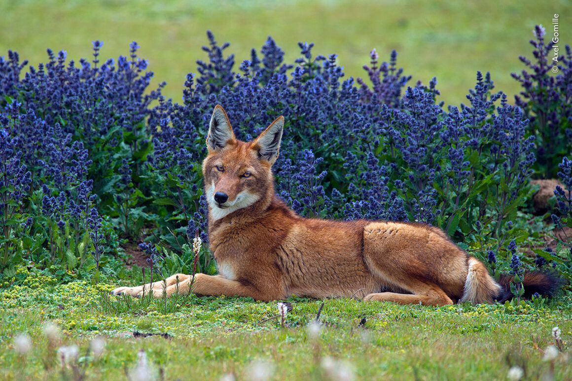 Yılın Yaban Hayatı Fotoğrafçısı Ödülleri 2024 4 ©Axel Gomille Wildlife Photographer of the Year