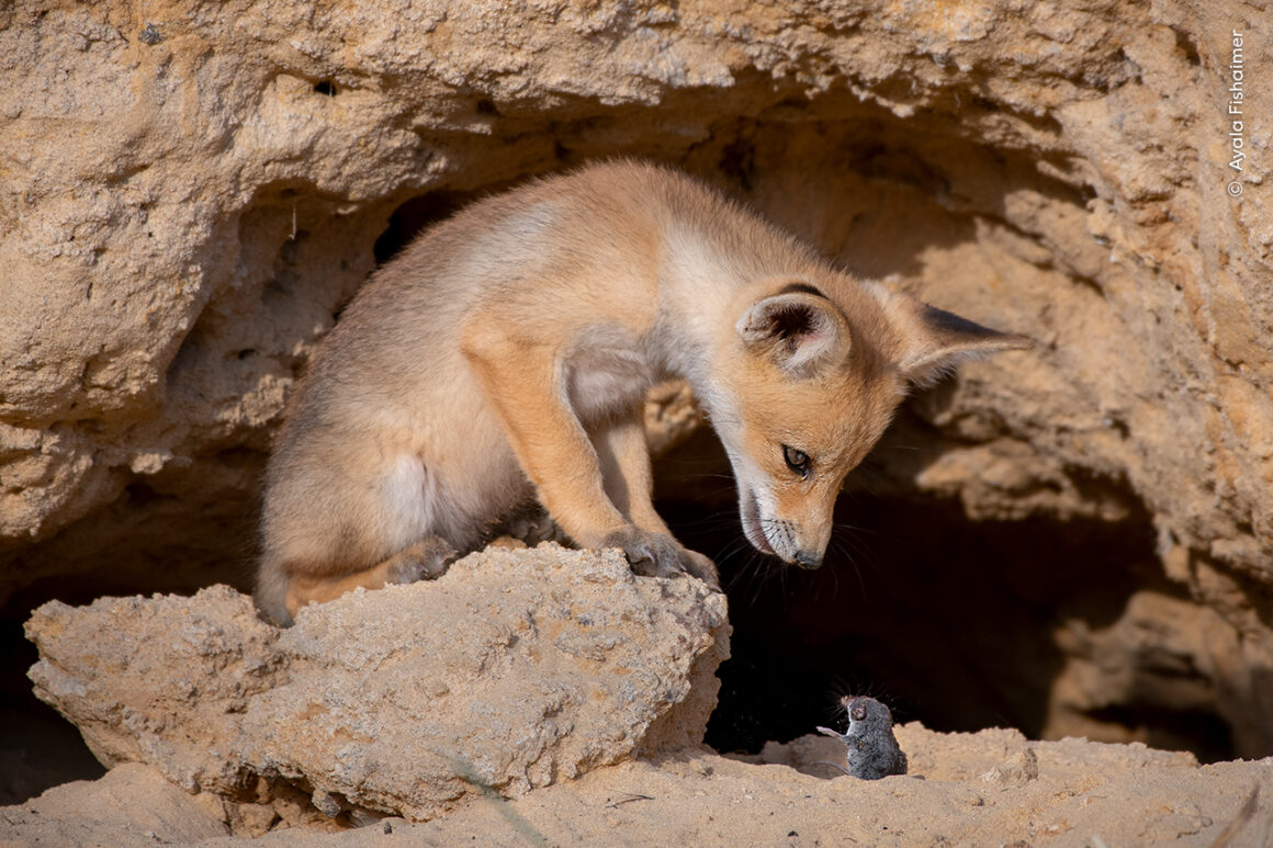Yılın Yaban Hayatı Fotoğrafçısı Ödülleri 2024 5 ©Ayala Fishaimer Wildlife Photographer of the Year