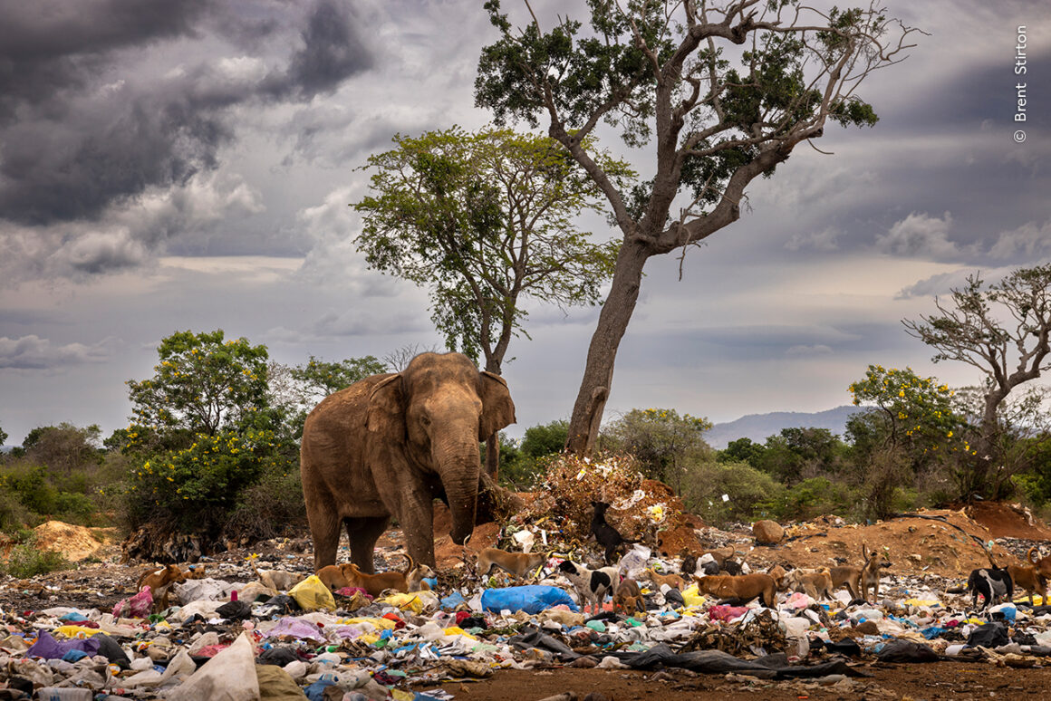 Yılın Yaban Hayatı Fotoğrafçısı Ödülleri 2024 6 ©Brent Stirton Wildlife Photographer of the Year
