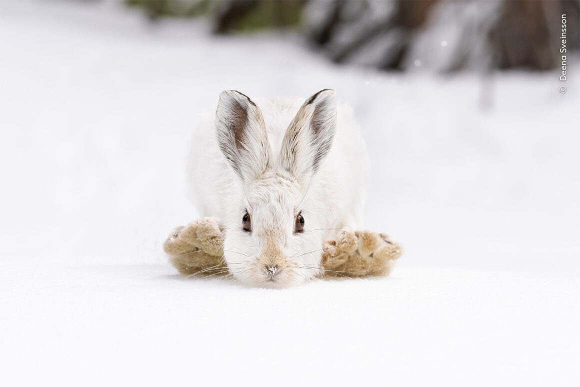 Yılın Yaban Hayatı Fotoğrafçısı Ödülleri 2024 11 ©Deena Sveinsson Wildlife Photographer of the Year