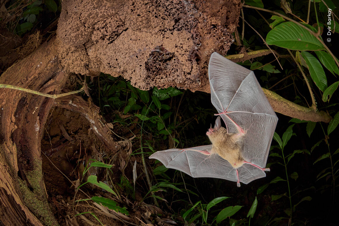 Yılın Yaban Hayatı Fotoğrafçısı Ödülleri 2024 12 ©Dvir Barkay Wildlife Photographer of the Year